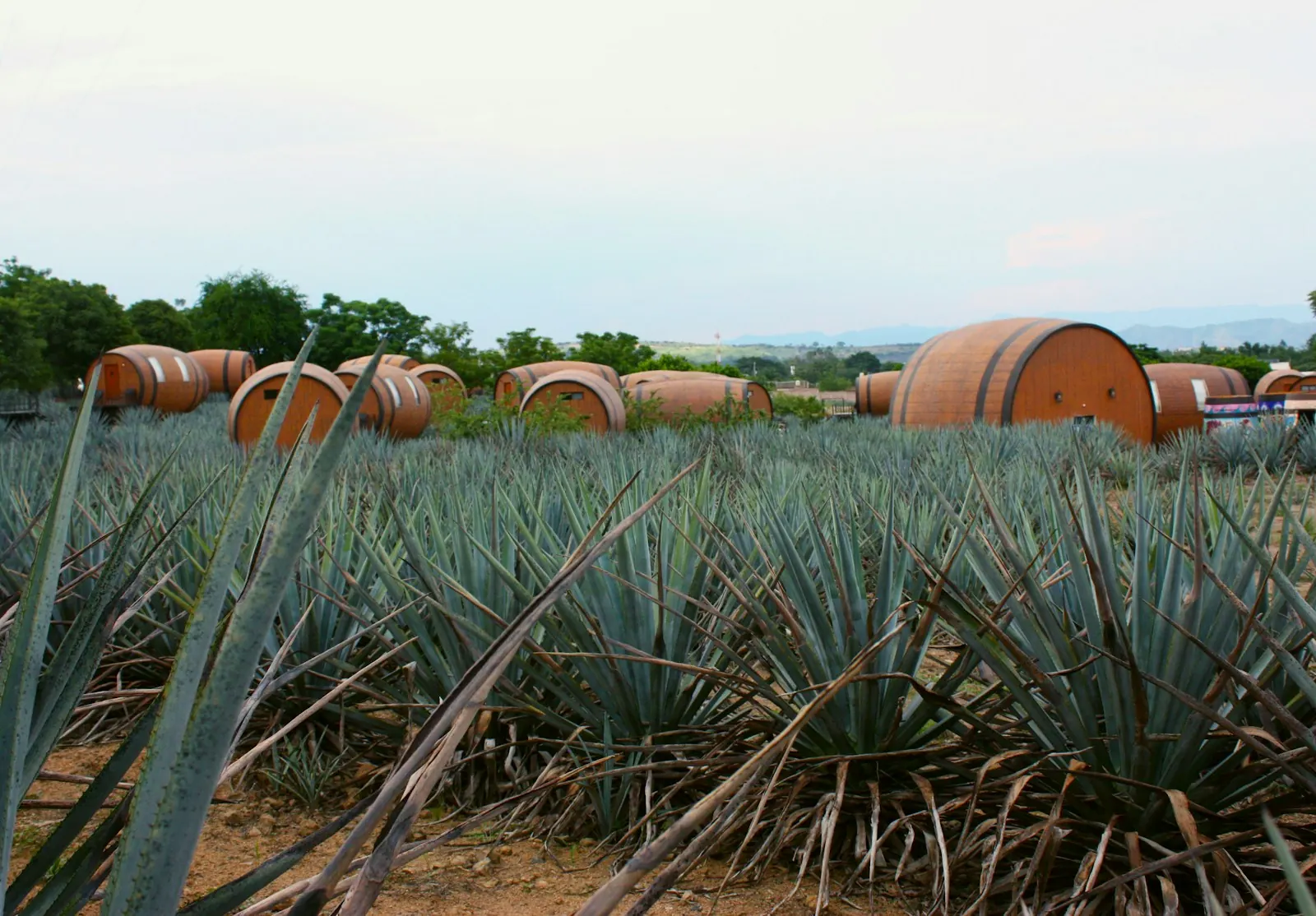 Barricas entre plantas de agave en una tequilera de Jalisco