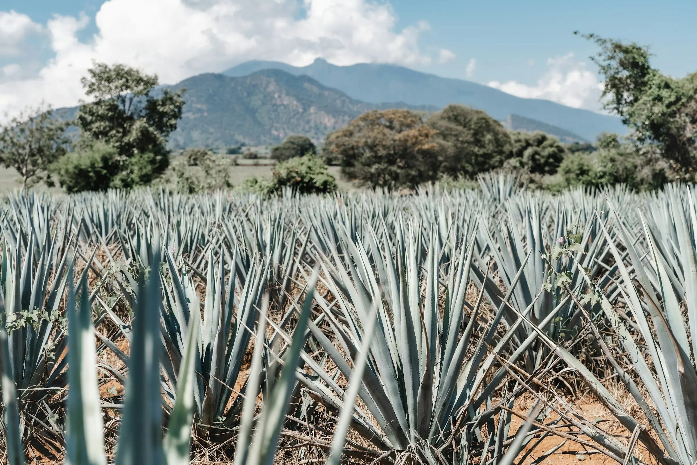 Campo de agave azul con montañas al fondo en la región de Tequila, Jalisco