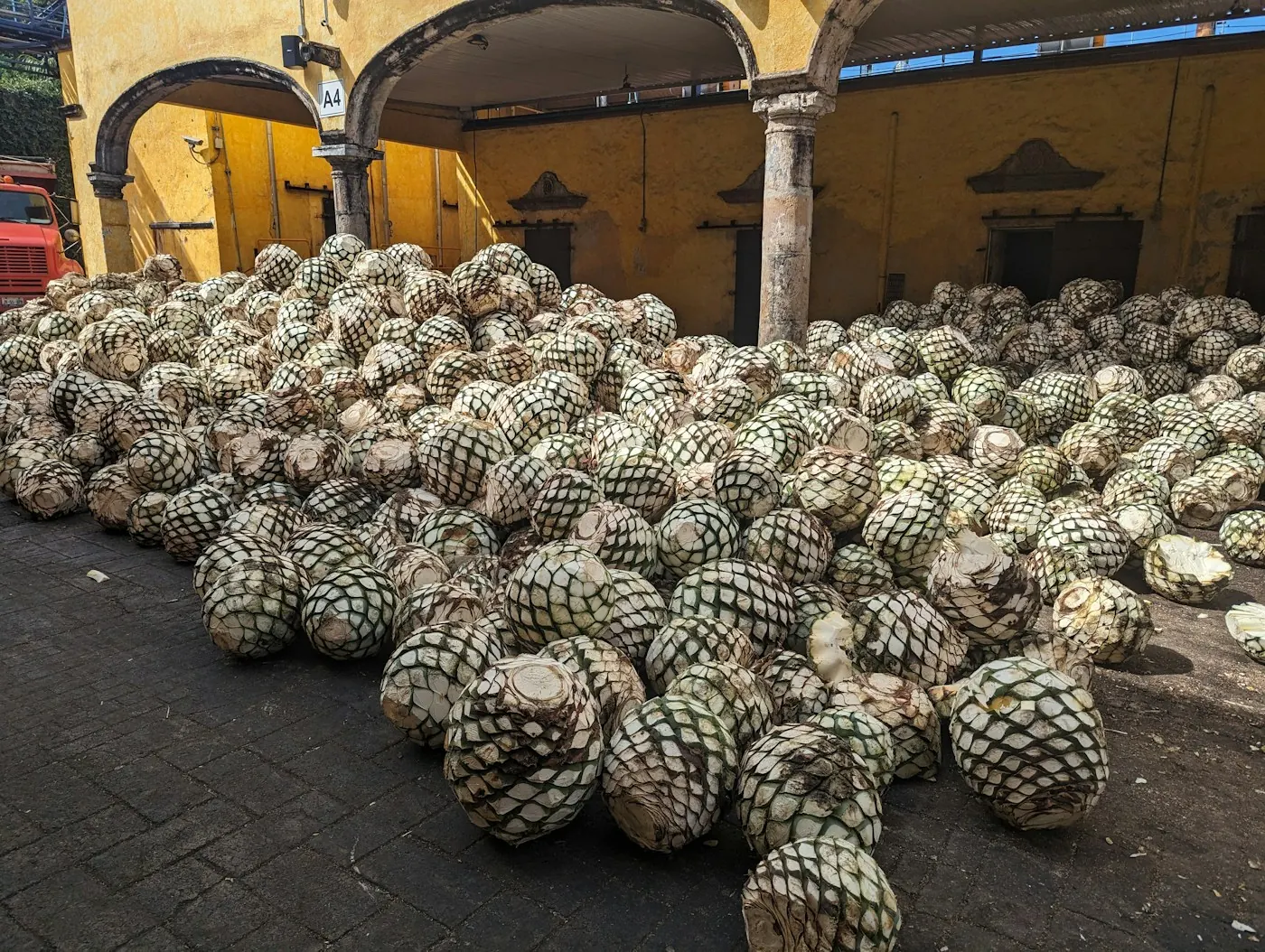 Piñas de agave listas para el horno en una tequilera de Tequila, Jalisco